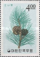 Pine Branch and Cones