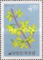 Forsythia