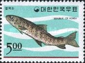 Blunt-snouted Lenok (Brachymystax tumensis)