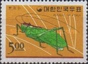 Grasshopper (Hexacentrus japonicus)