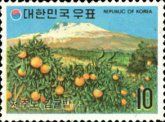 Tangerine orchard, Cheju island