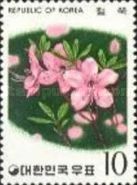 Rhododendron