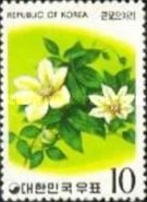 Clematis patens
