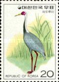 White-naped Crane (Grus vipio)