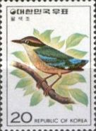 Fairy Pitta (Pitta nympha)