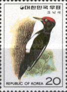 White-bellied Woodpecker (Dryocopus javensis)