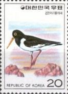 Eurasian Oystercatcher (Haematopus ostralegus)