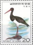 Black Stork (Ciconia nigra)
