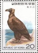 Cinereous Vulture (Aegypius monachus)