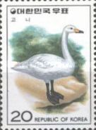 Tundra Swan (Cygnus bewickii)