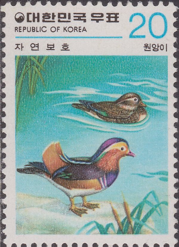 Mandarin Duck (Aix galericulata)