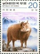 Long-tailed Goral (Nemorhaedus goral caudatus)