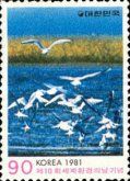 Black-tailed Gull (Larus crassirostris)