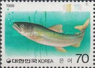 Sweetfish (Plecoglossus altivelis)