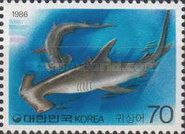 Hammerhead Shark (Sphyrna sp.)