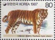 Siberian Tiger (Panthera tigris altaica)