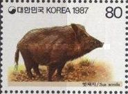 Wild Boar (Sus scrofa)