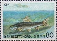 Stone Moroko (Pseudorasbora parva)