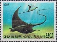 Giant Devil Ray (Mobula mobular)