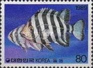 Striped Beakfish (Oplegnathus fasciatus)