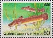 South Torrent Catfish (Liobagrus mediadiposalis)