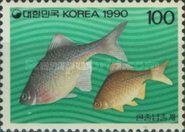 European Bitterling (Rhodeus amarus)
