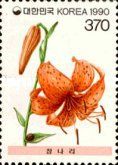Lilium