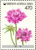 Scabiosa