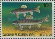 Cyprinid (Microphysogobio longidorsalis)