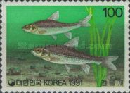 Gudgeon (Gnathopogon majimae)