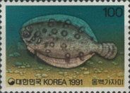 Lefteye Flounder (Psettina ijimae)