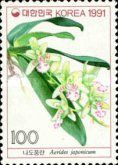Aerides japonicum