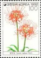 Lycoris radiata