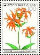 Lychnis wilfordii