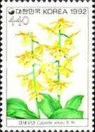 Calanthe striata
