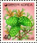 White Pine