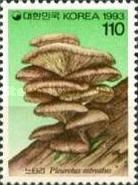 Pleurotus ostreatus
