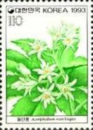 Aceriphyllum rosii
