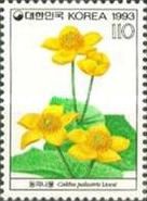 Caltha palustris