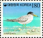 Little Tern (Sterna albifrons)