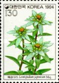Leontopodium japonicum