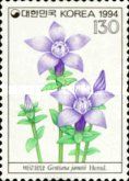 Gentiana jamesii