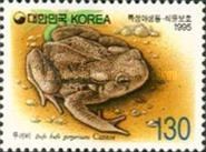 Asiatic Toad (Bufo bufo gargarizans)