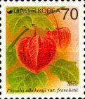 Physalis alkekengi