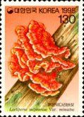 Laetiporus sulphureus