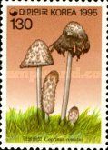 Coprinus comatus