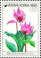 Erythronium japonicum