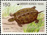 Chinese Pond Turtle (Geoclemys reevesii Gray)