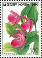 Cypripedium macranthum