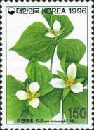 Trilium tschonoskii